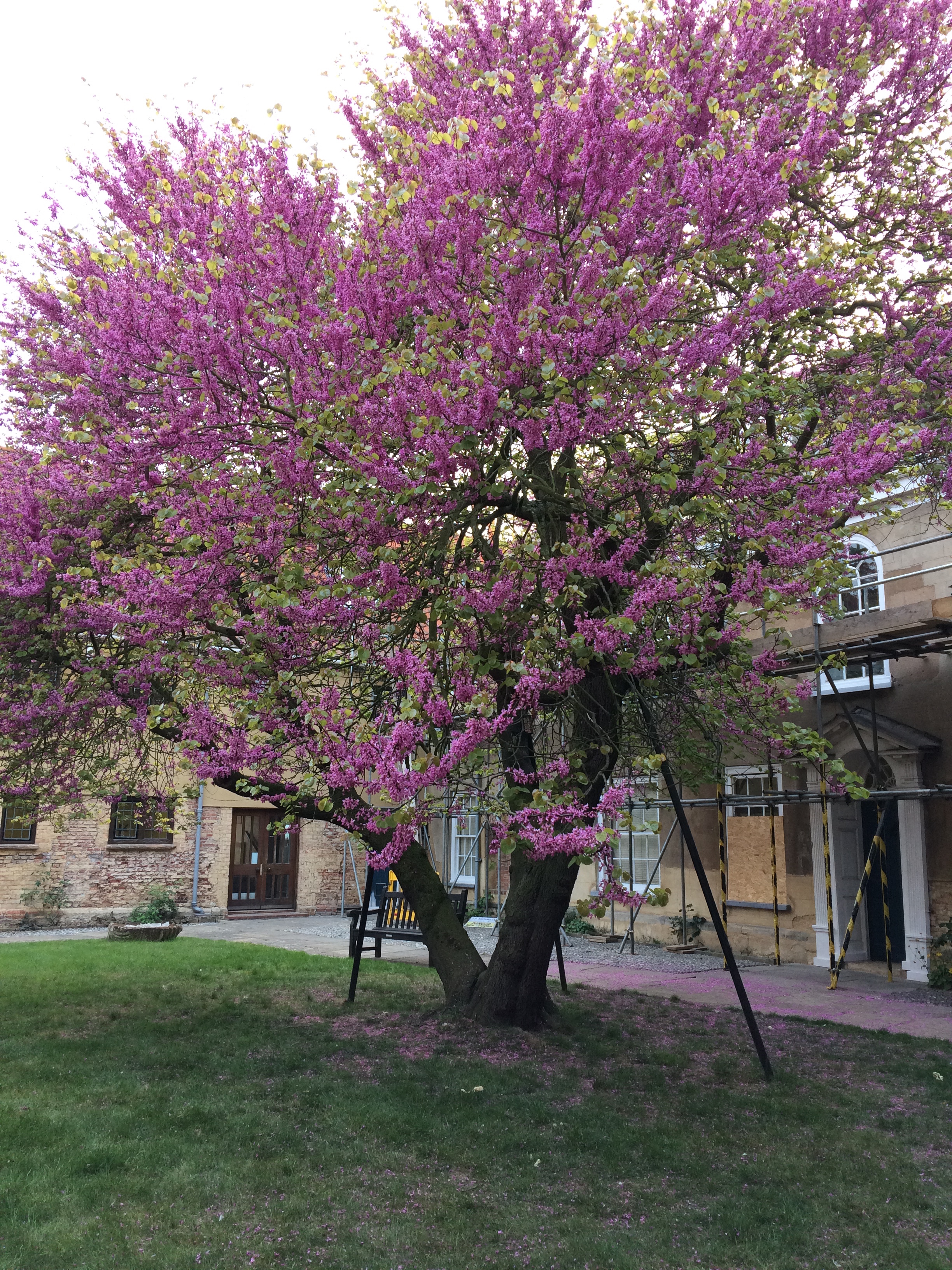 This spectacular Judas Tree fills the courtyard of Thoresby College, one of the important historic buildings in King's Lynn, home of the King’s Lynn Preservation Society and now used for celebrations, courses, meetings and events. The tree rises to the occasion being a landmark in its own right https://www.geograph.org.uk/photo/2979166