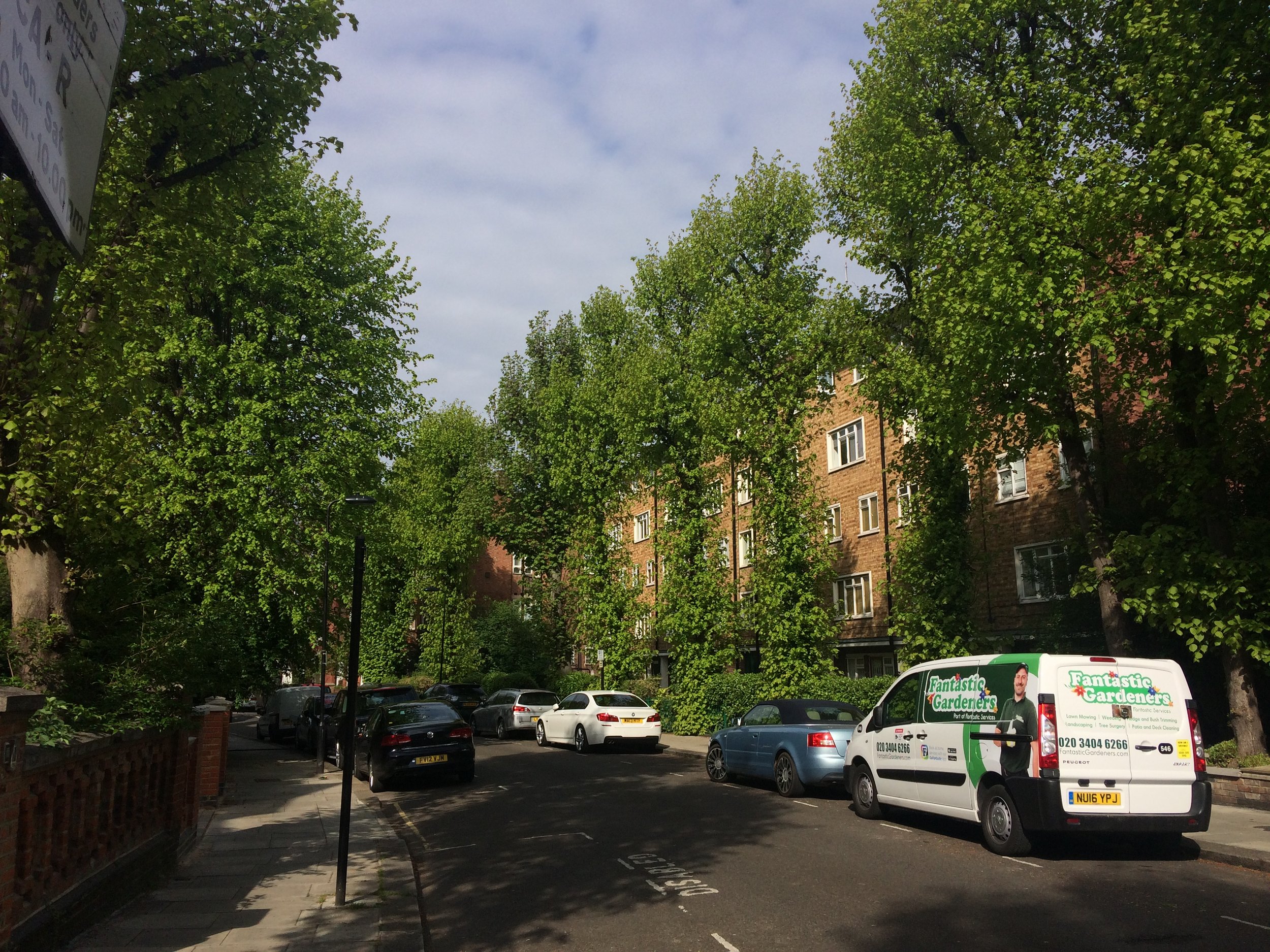 A tree-lined street in London. All these trees are privately planted behind people's garden walls yet they benefit the whole street-scape.