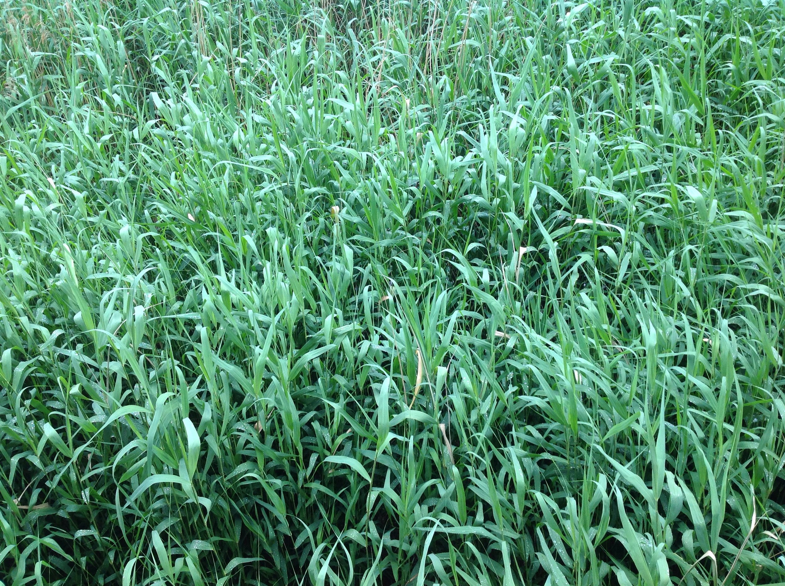 The river Purfleet used to silt up badly and in the 19th Century was notorious as a 'stinking drain'. Now, reeds are allowed to grow in profusion to provide a good habitat for ducks and moorhens who live there.