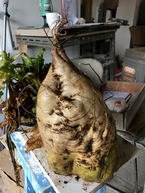 The field grew sugar-beet, which Kabir described as emerging 'like huge beasts, monsters disturbing the soil' He has cast them in bronze, to become the centrepiece of his art installation.