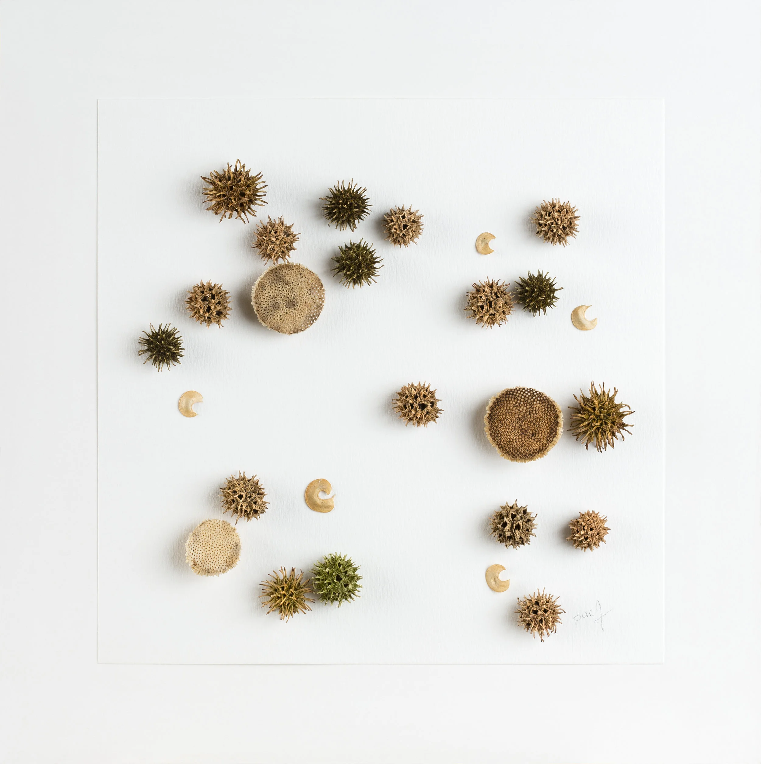 Paca+Sanchez+seed+heads.jpg