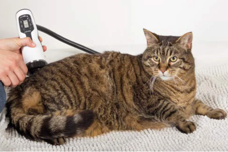 Storz_Vet_Cat.jpg