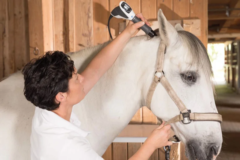 Storz_Vet_Horse.jpg