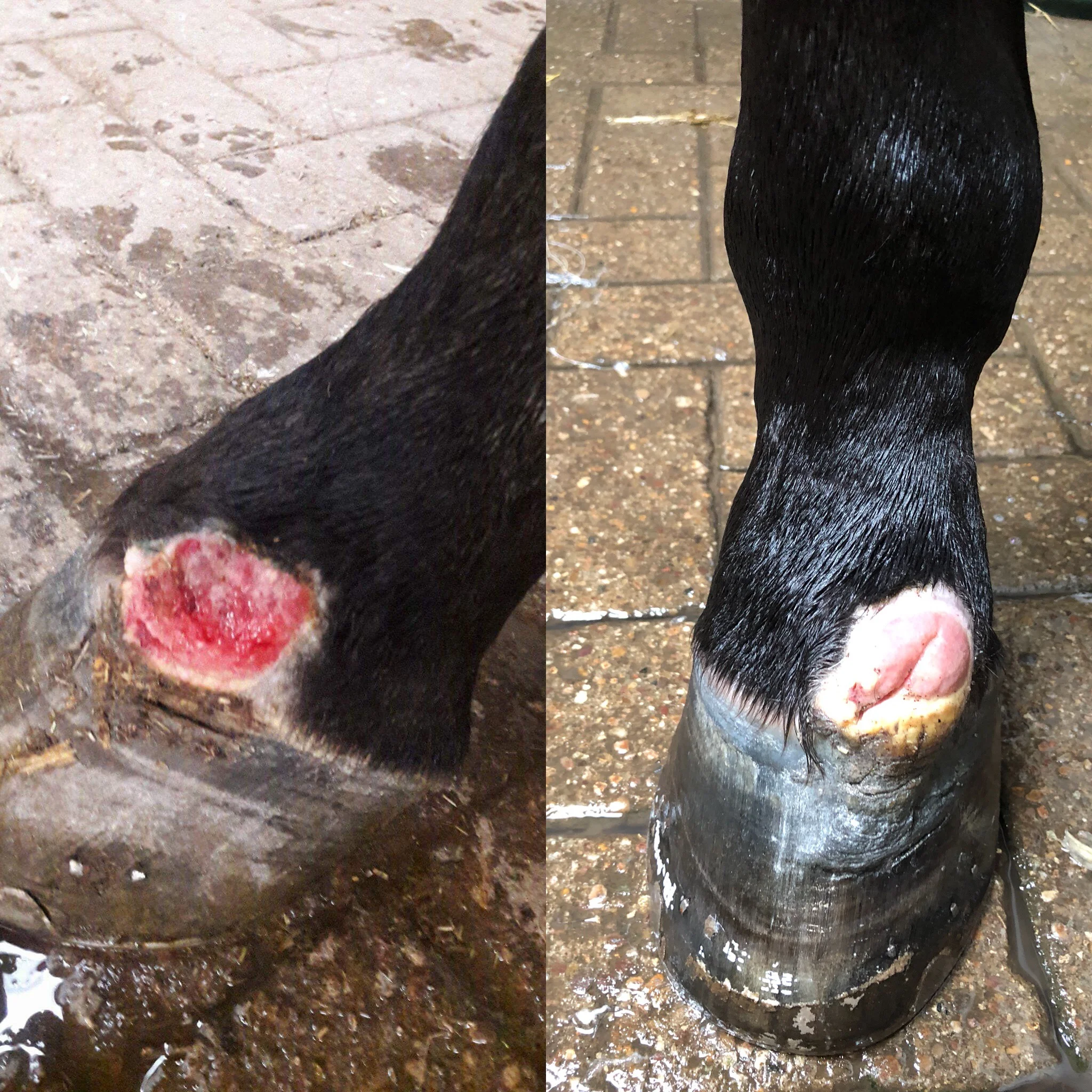 Multi Radiance Laser Wound Healing Horse.jpeg