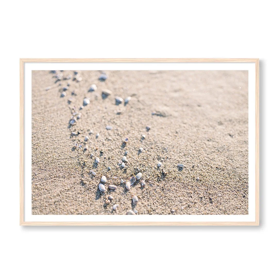 Seashells