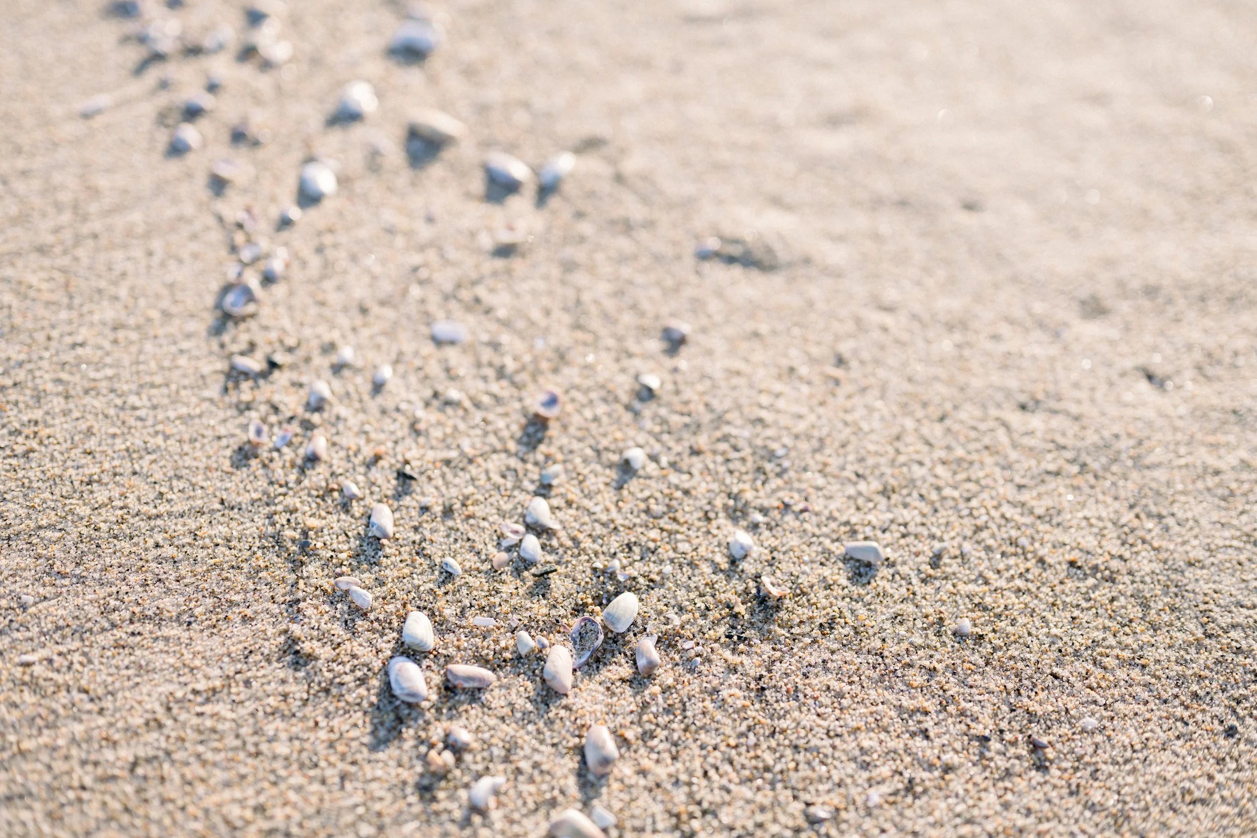 seashells under 20.jpg