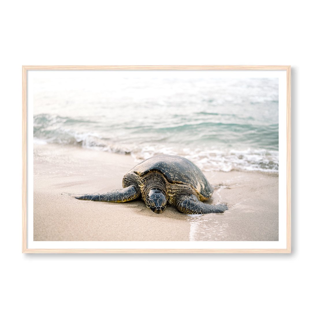 Hawaii Turtle