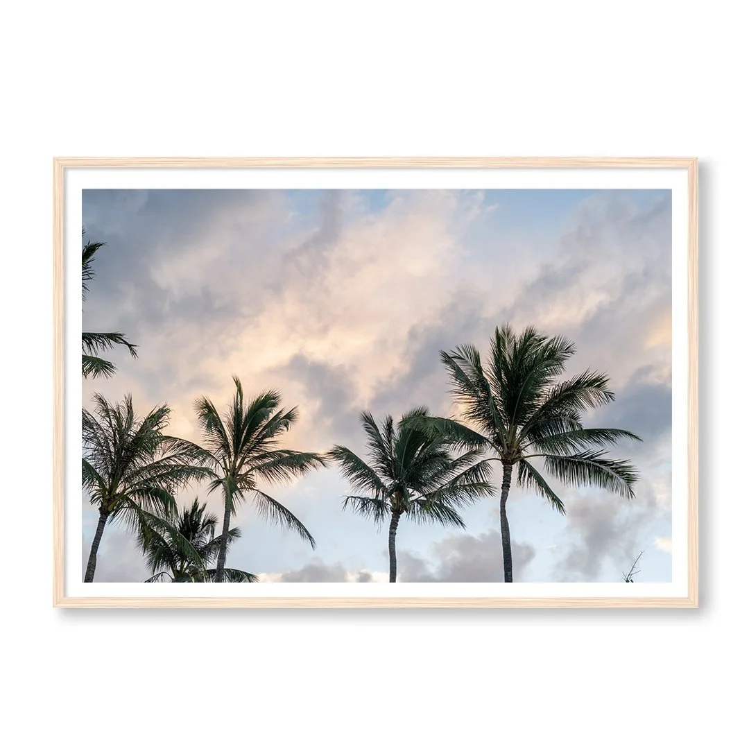 Hawaii Palm Trees