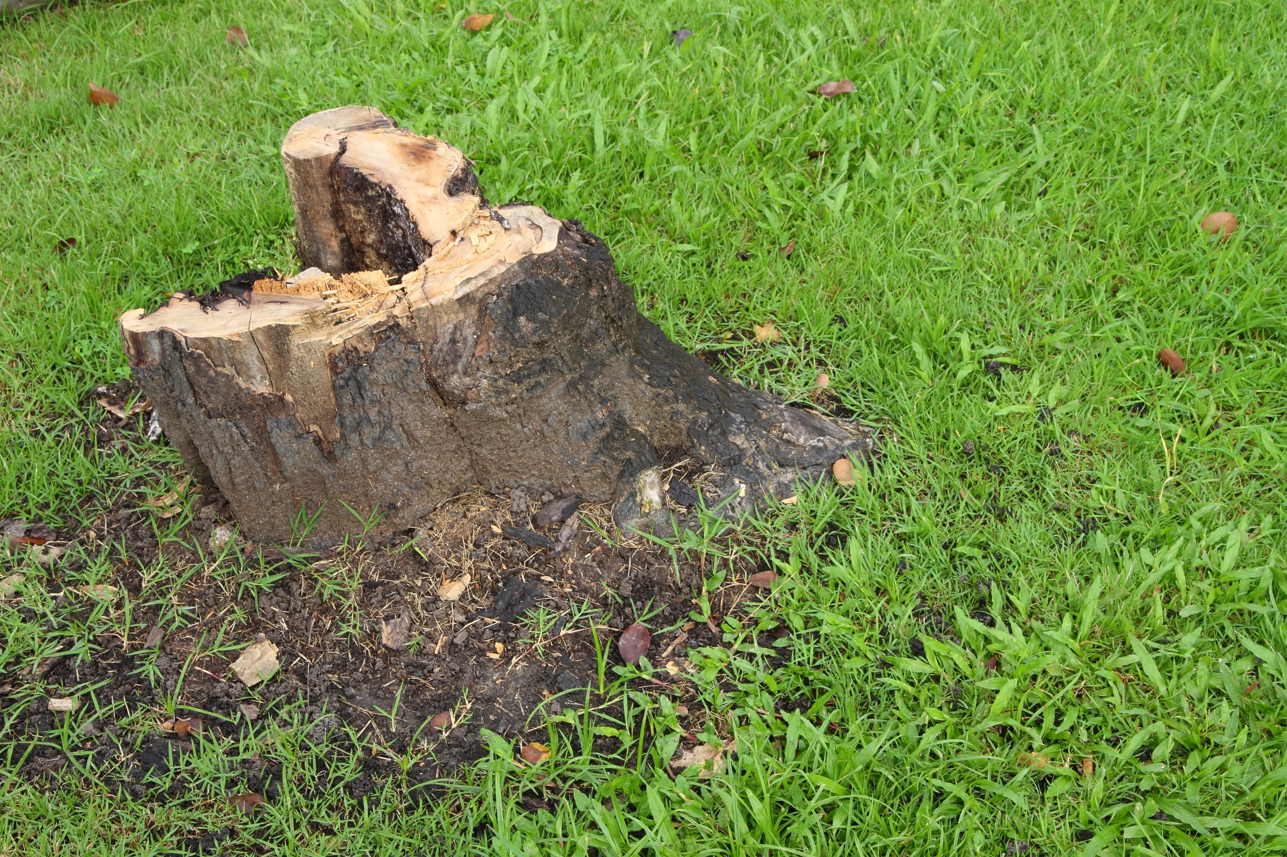 Services — General Tree Company