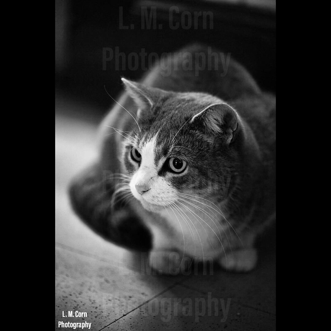 Crouching Cat