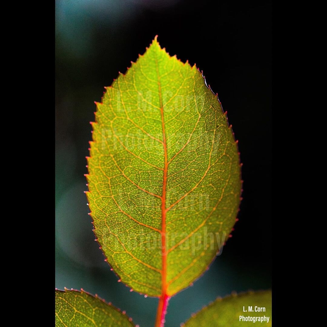 Rose Leaf