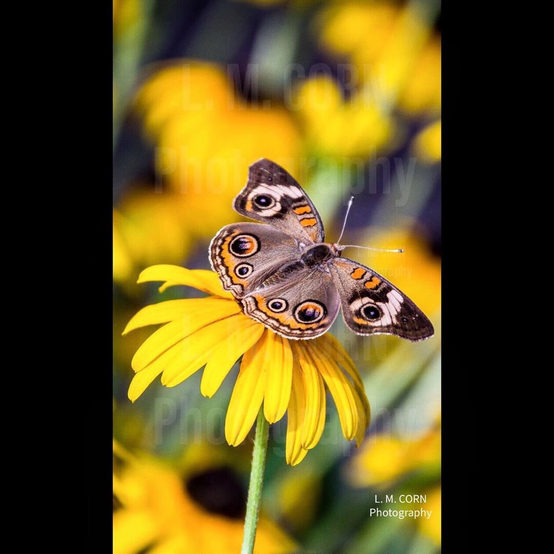Common Buckeye