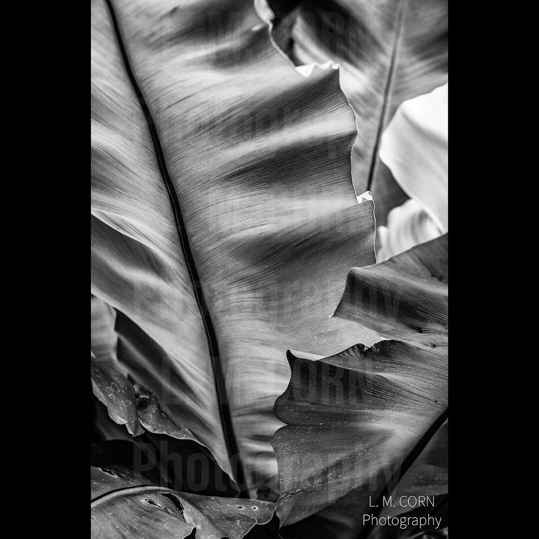 Palms