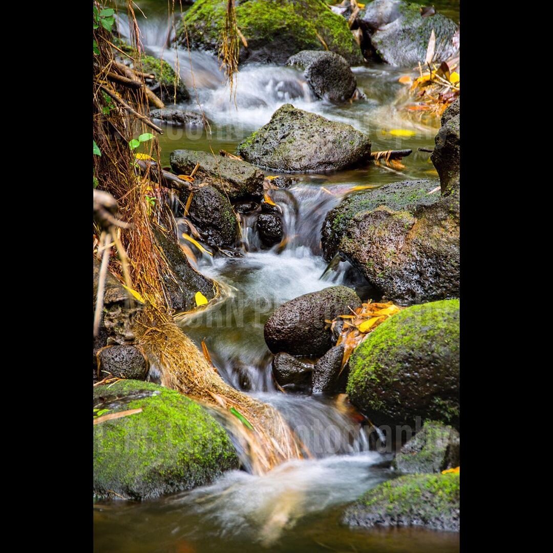 Hawaiian Stream