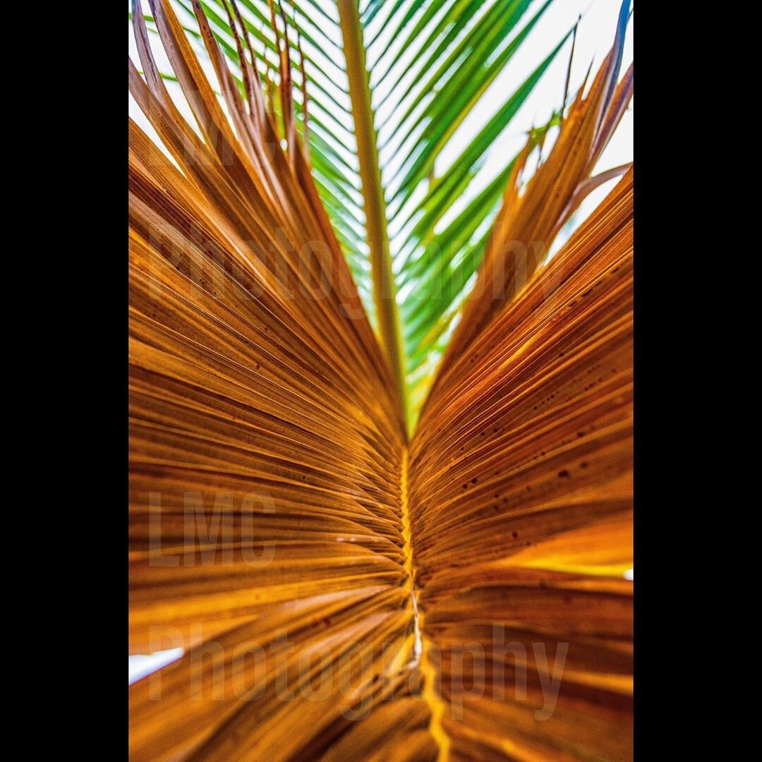 Fronds
