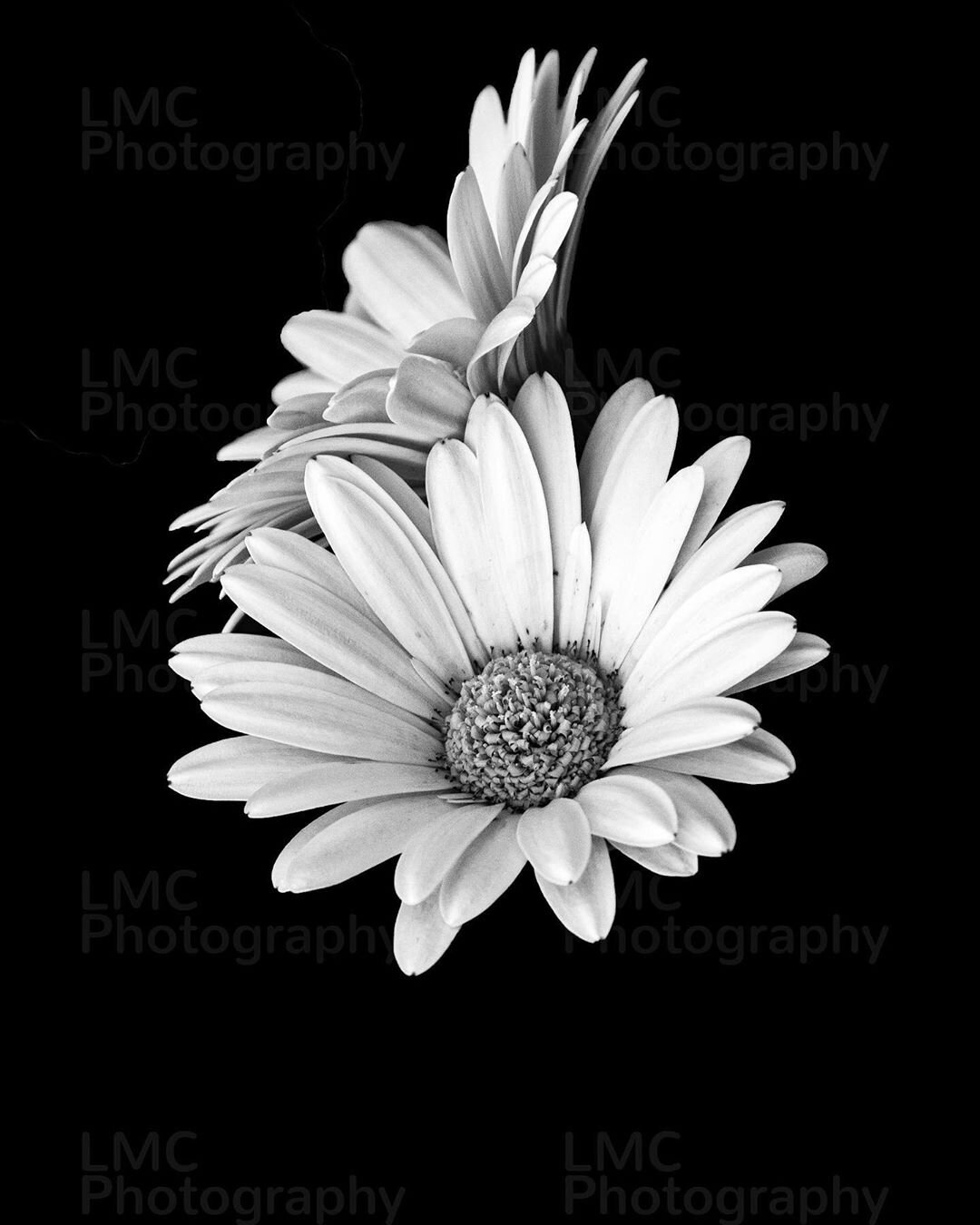 Daisies