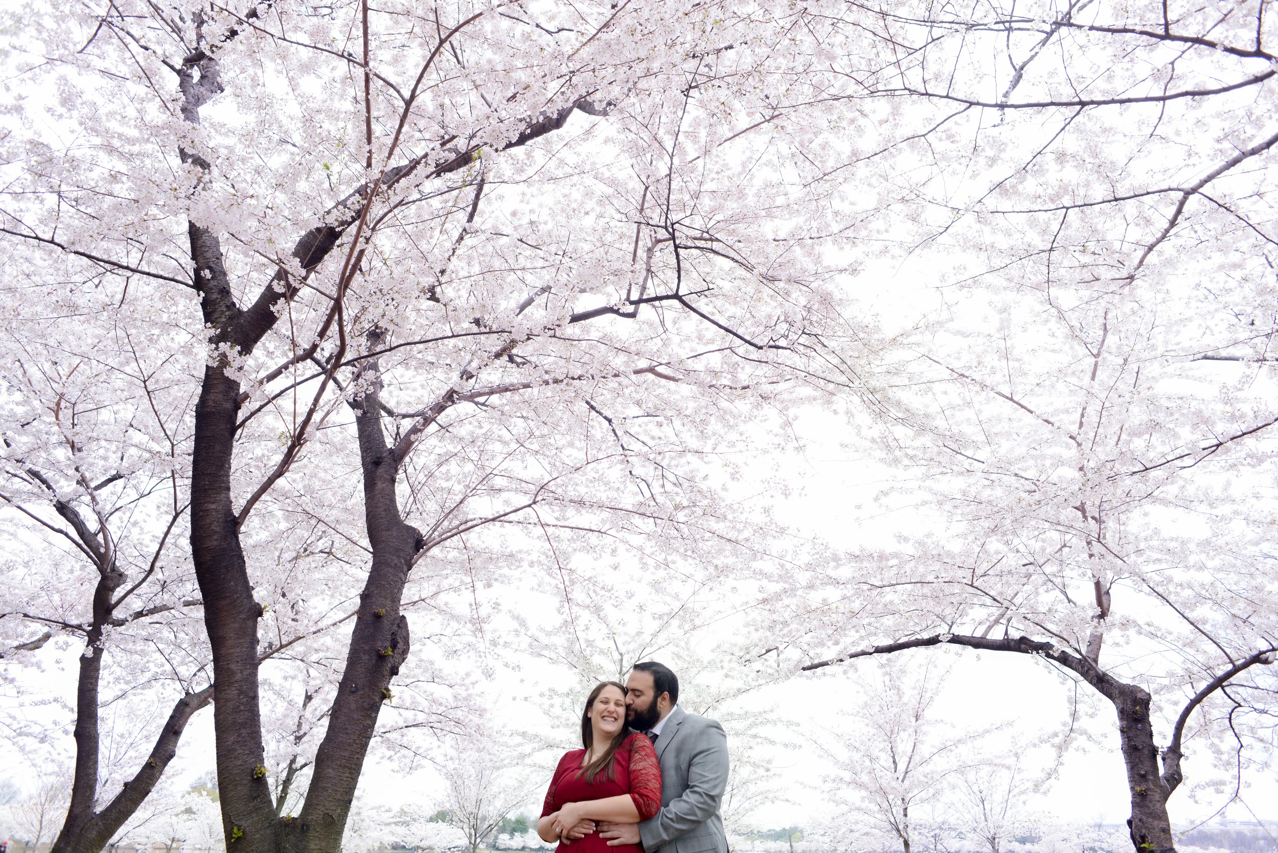 Hugging under the Cherry Blossoms
