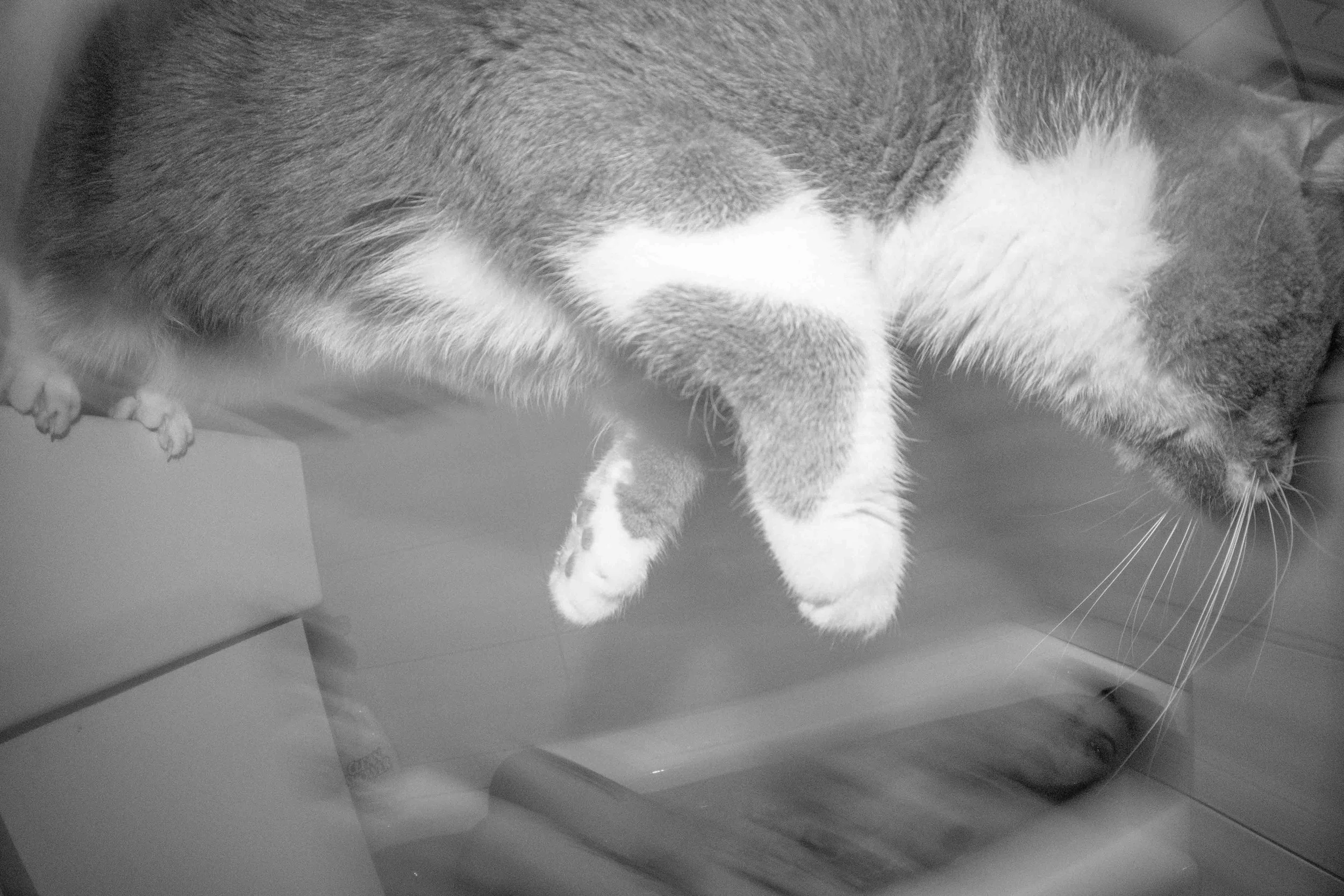 DSCF3532.jpg