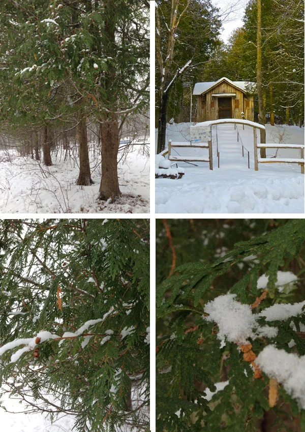 Cedars on Washington Island