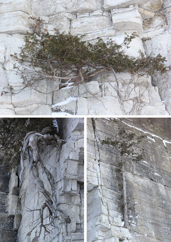 ANC_Cedars_1