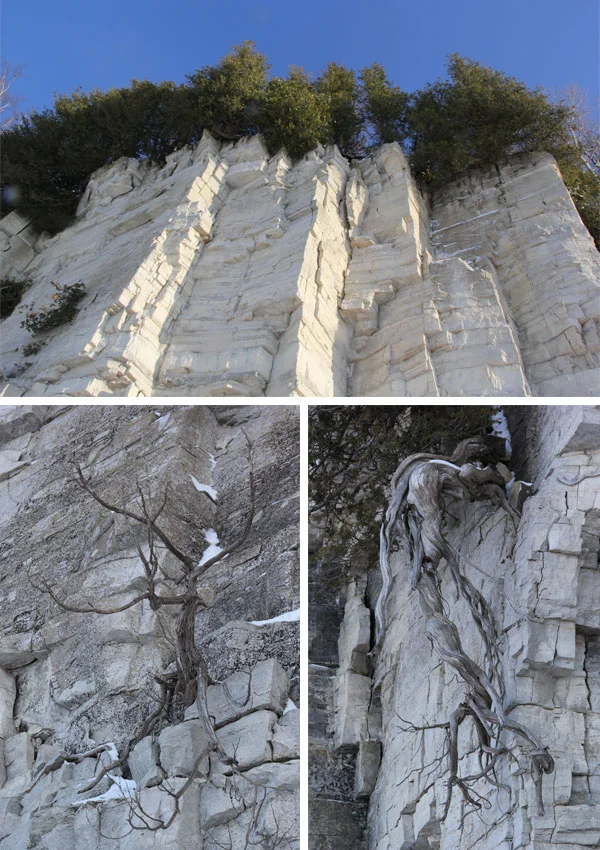 ANC_Cedars_6