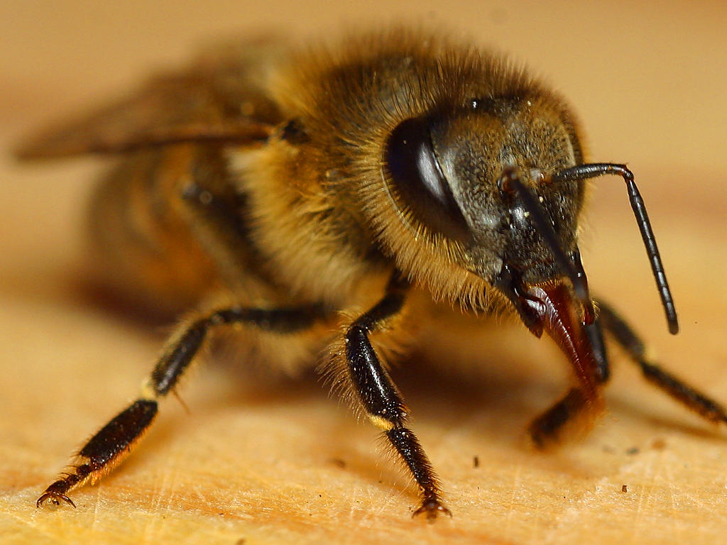 bee-photo-13.jpg