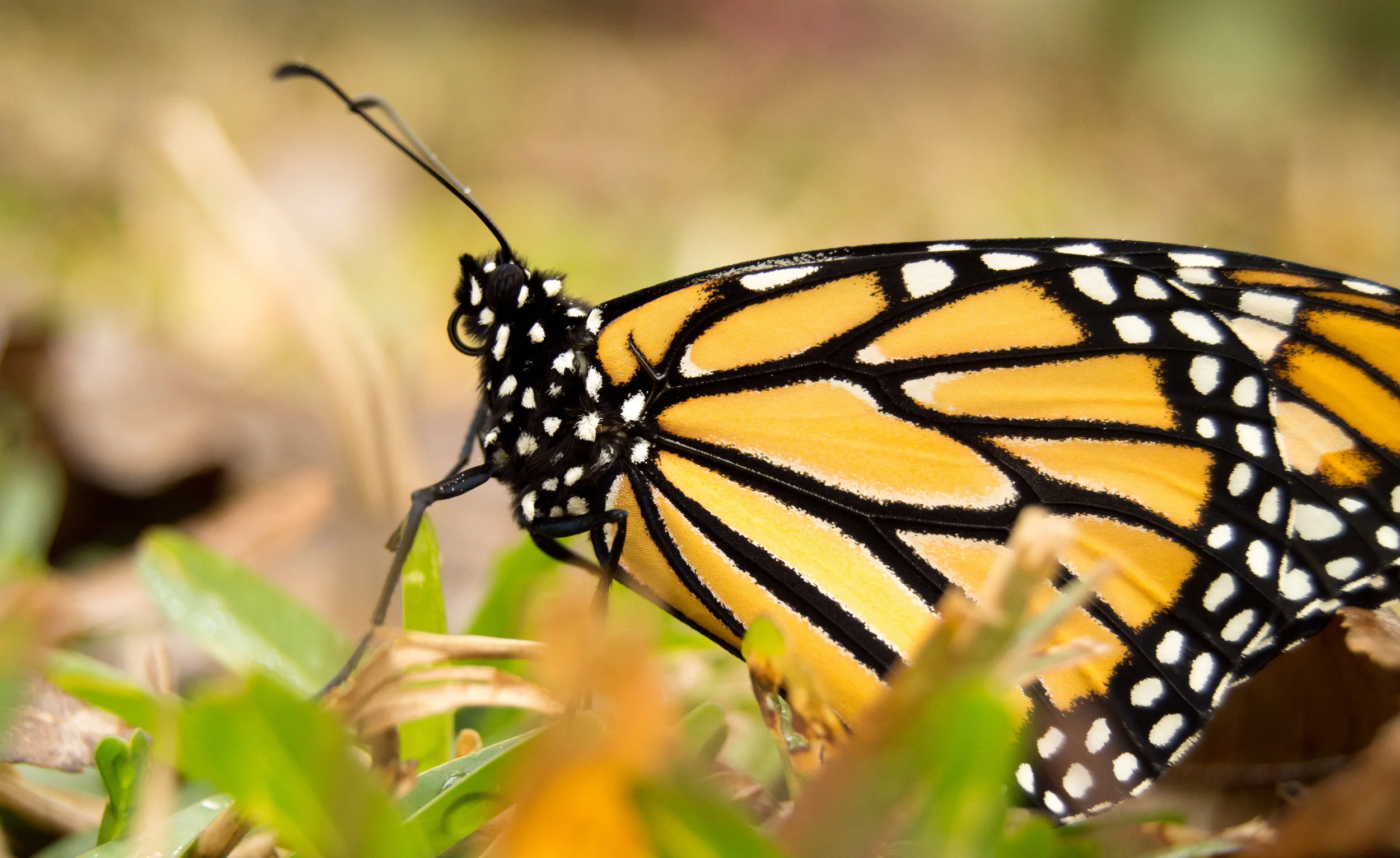 AdobeStock_131139846.jpeg