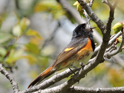 2020 Washington Island Birding Festival (CANCELLED)