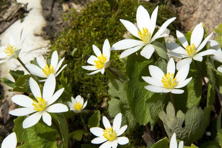 Bloodroot+jpg.jpg