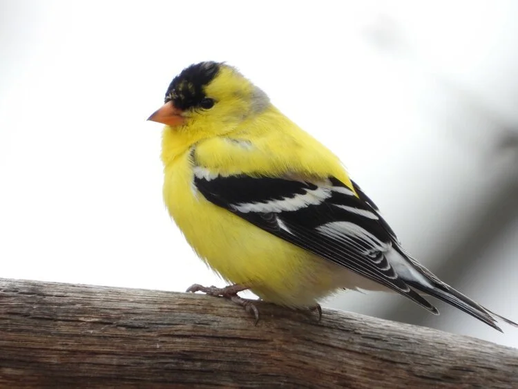 Washington Islands Birding Festival