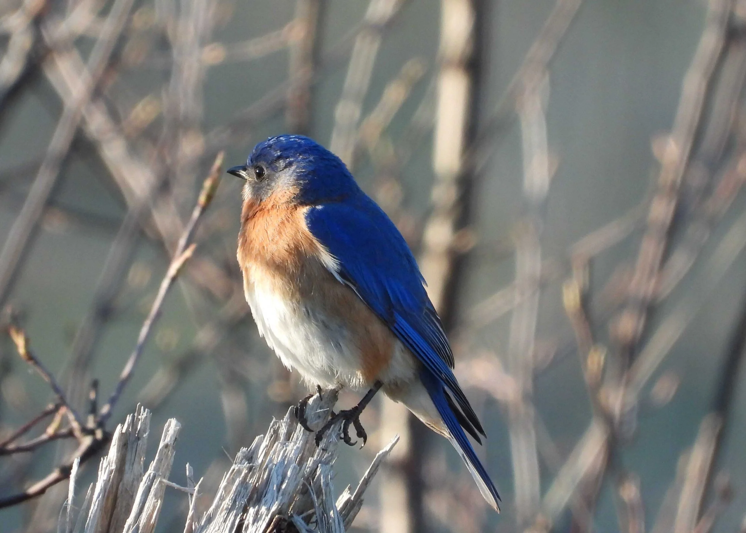 Washington Islands Birding Festival