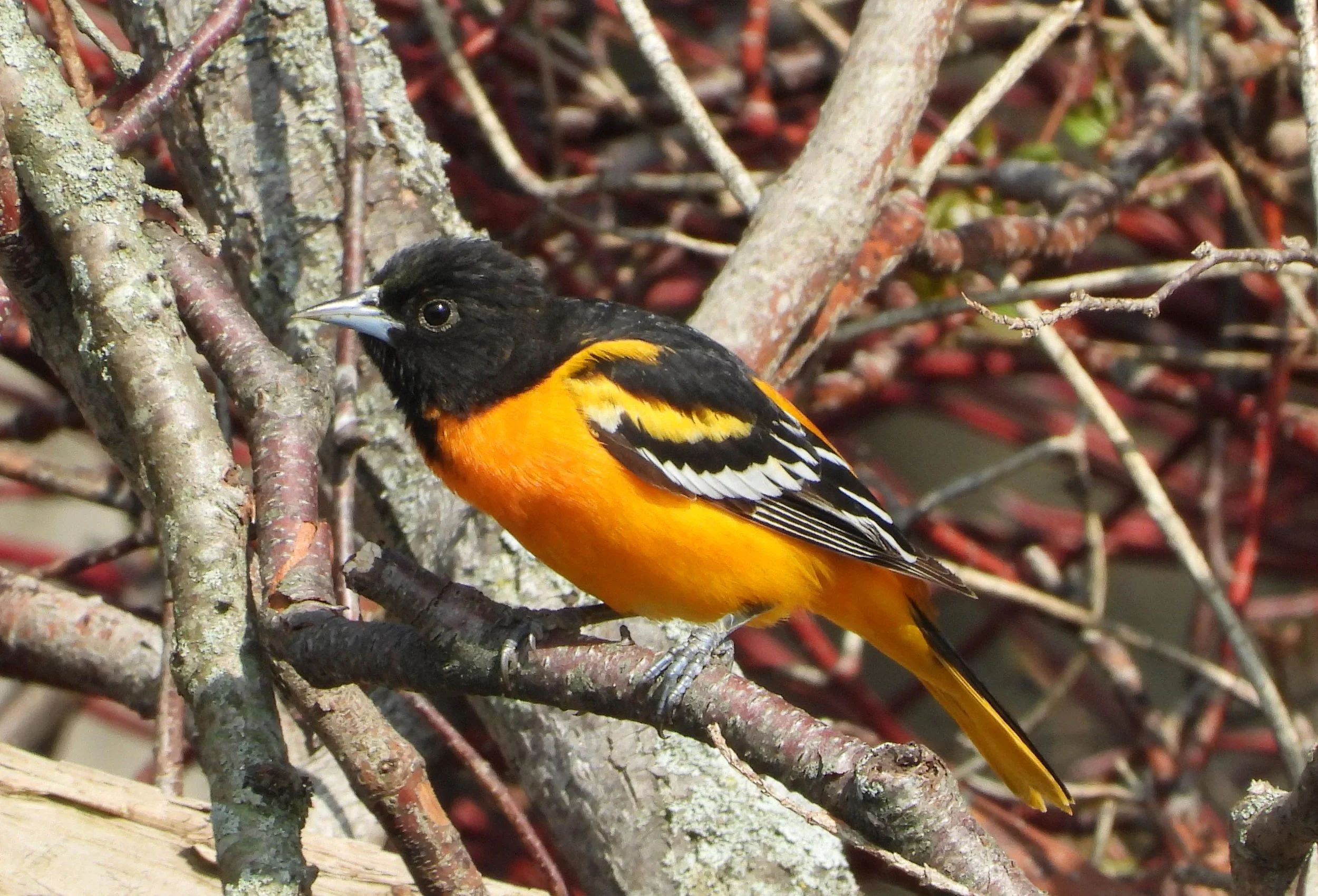 Washington Islands Birding Festival