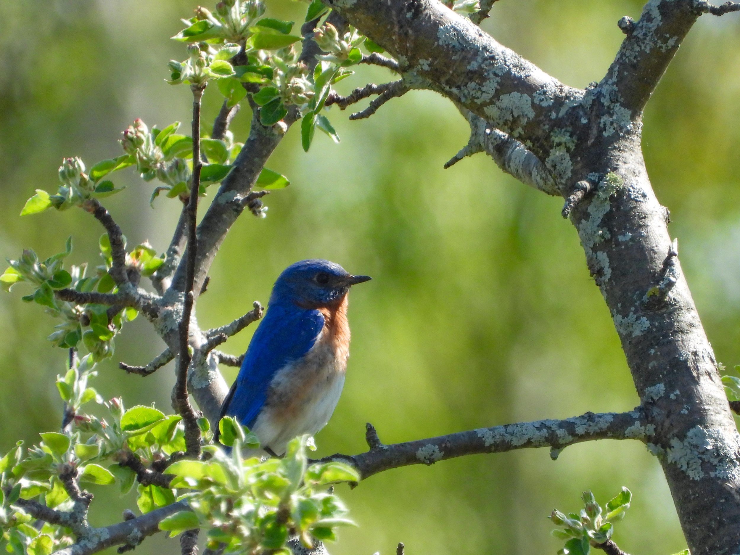 Washington Islands Birding Festival