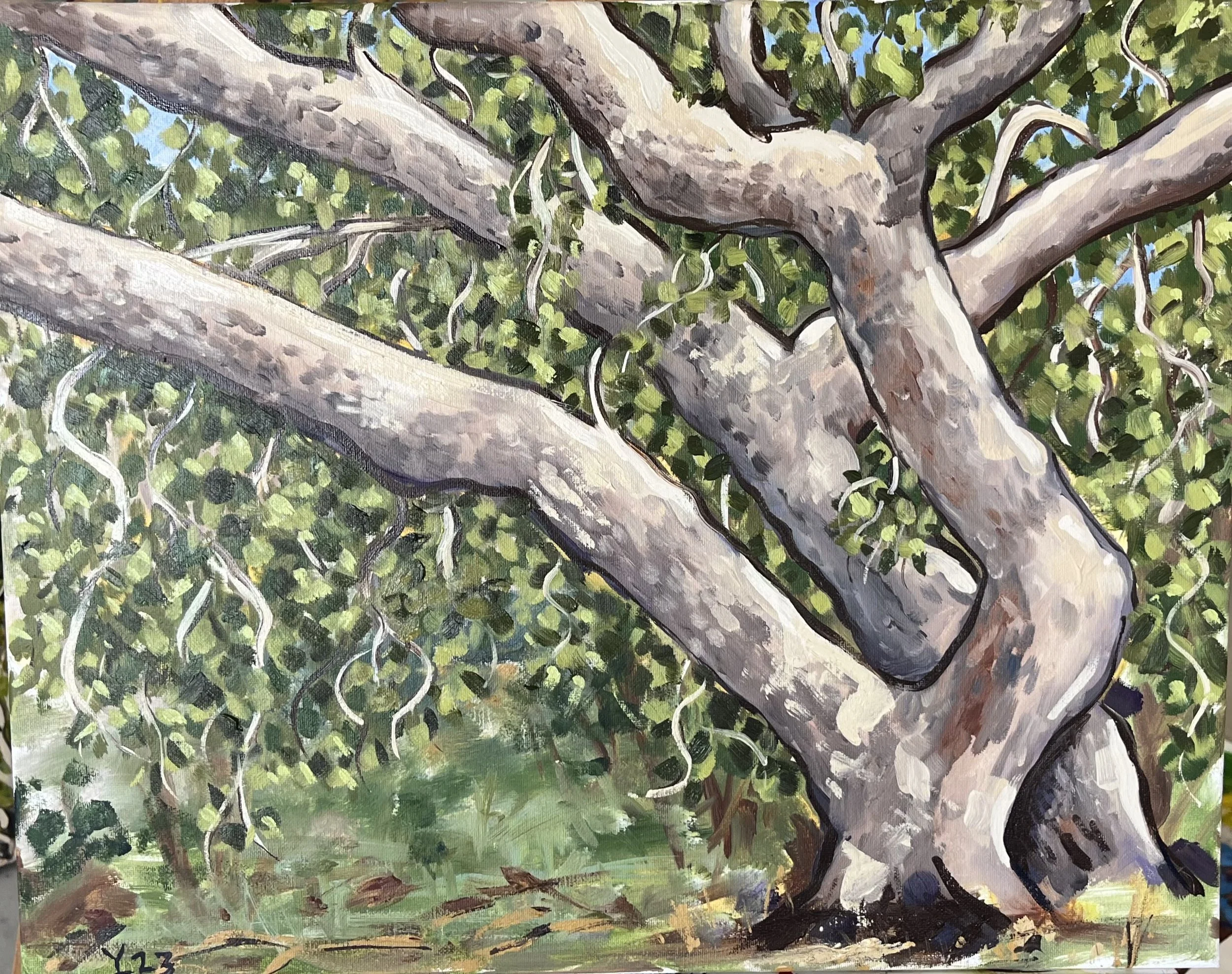Sycamore