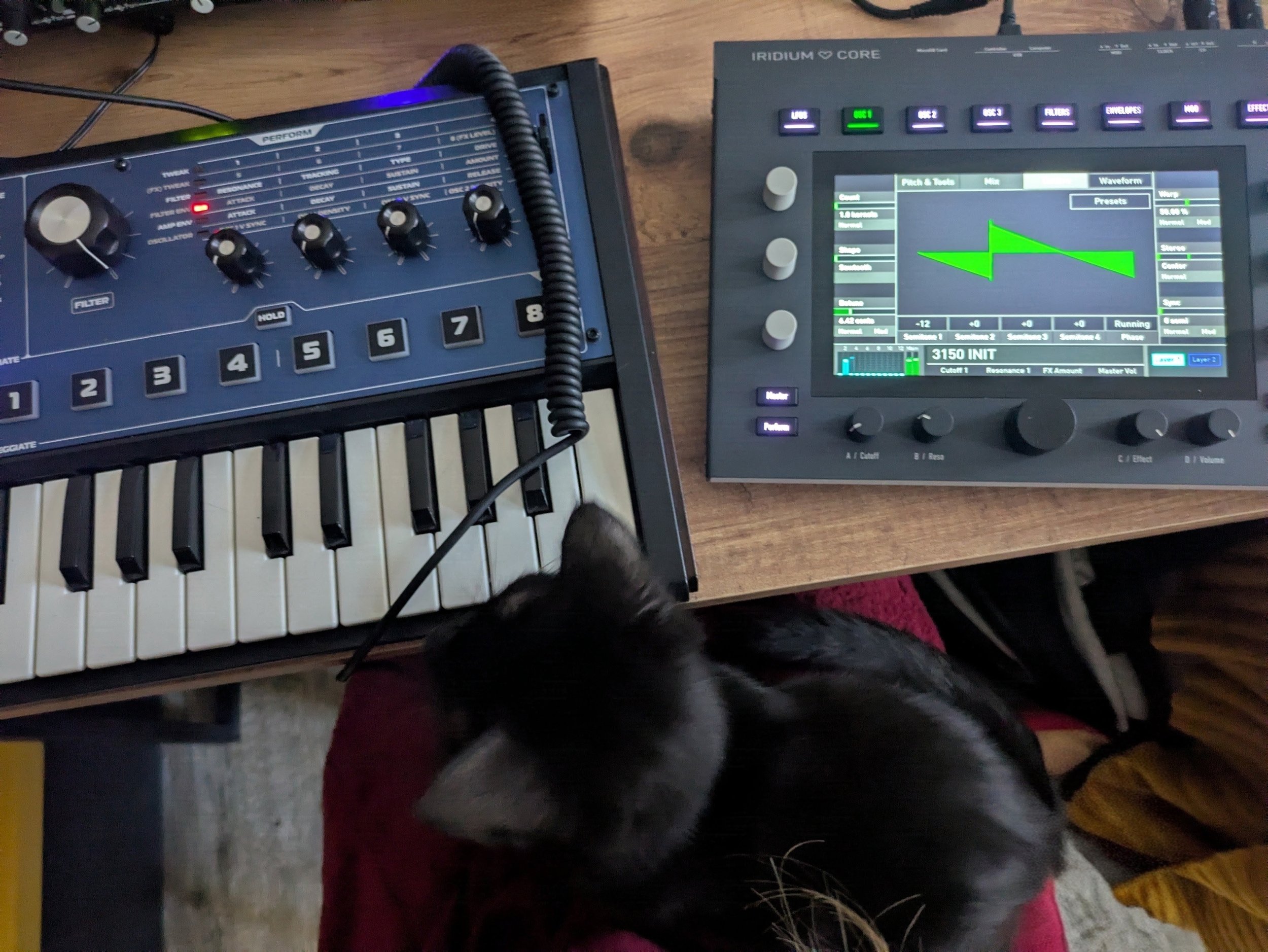 Novation Mininova, Waldorf Iridium Core, and black cat