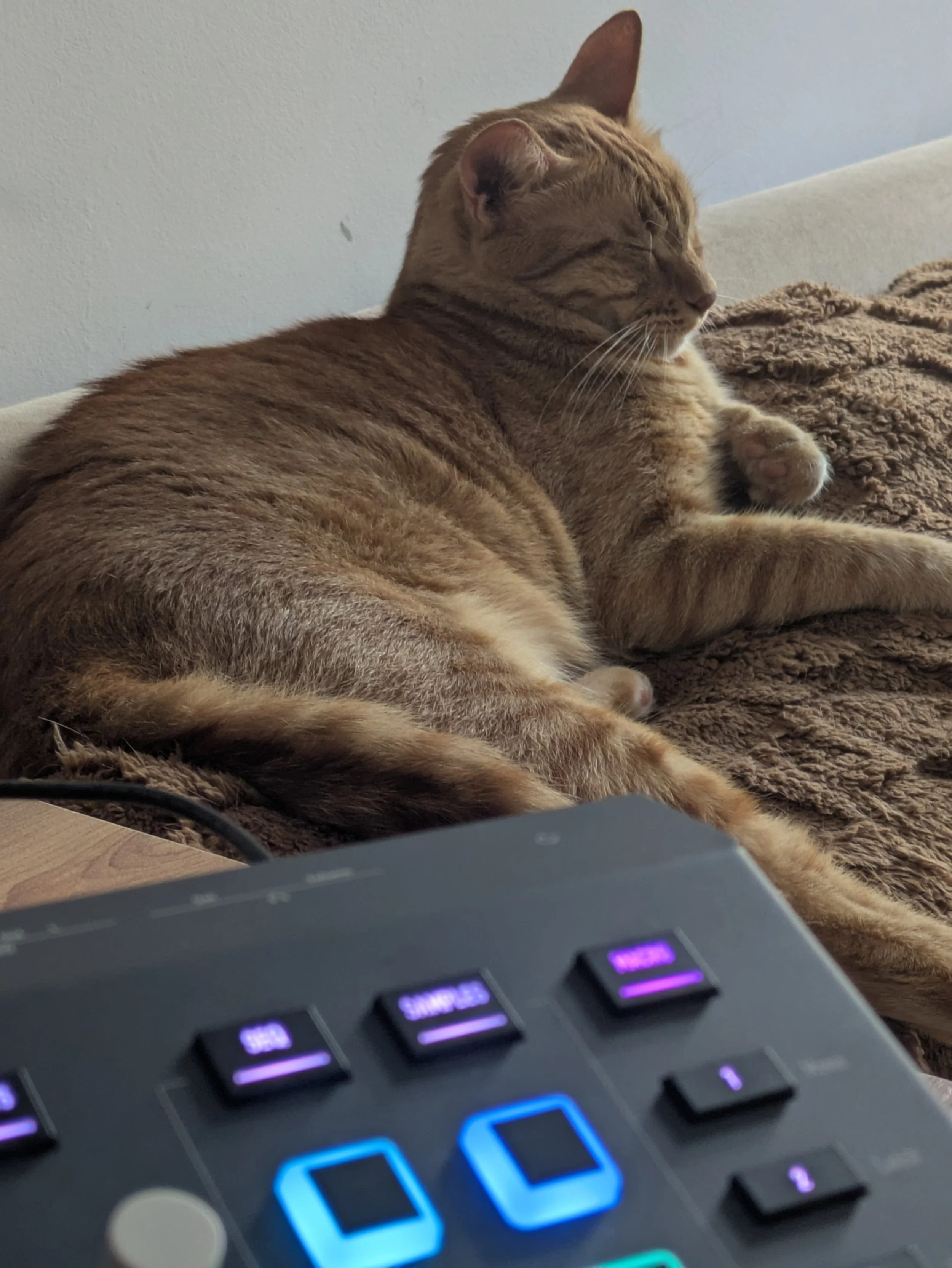 Waldorf Iridium Core and sleeping ginger cat