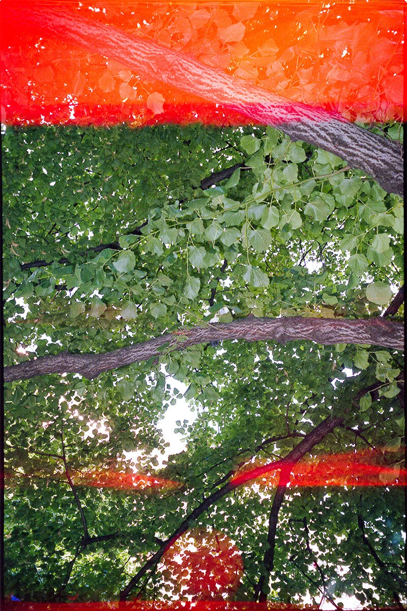 Olympus Flash on Trees by Jesús Maza.jpg