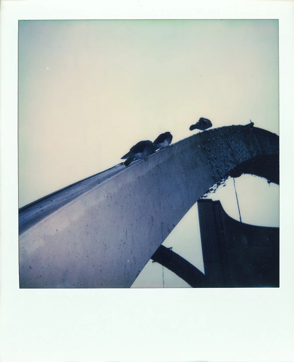 Pidgeons on Nathan Philips Square Polaroid by Jesús Maza.jpg