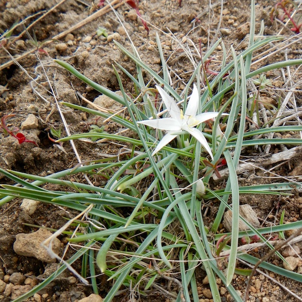 Sand Lily