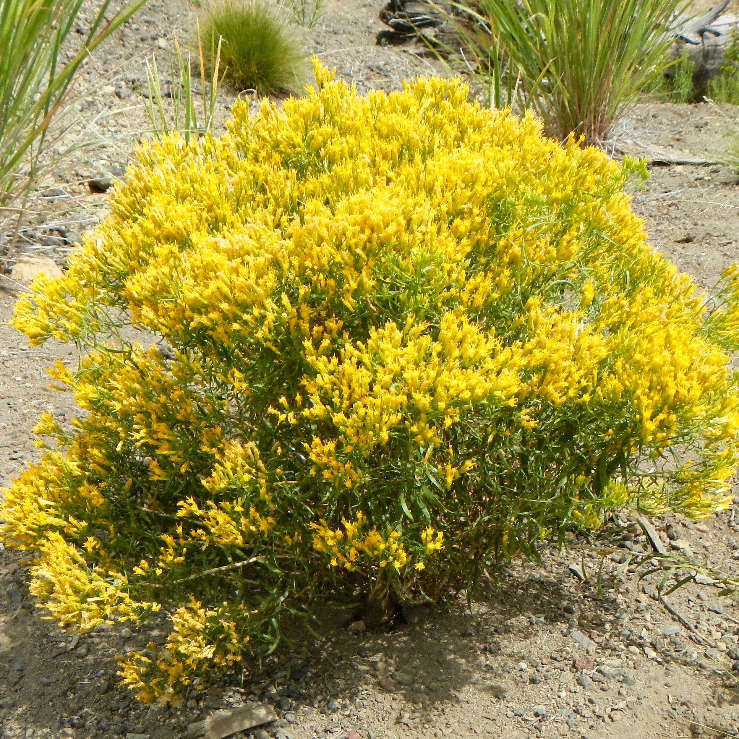 Gray Rabbitbrush