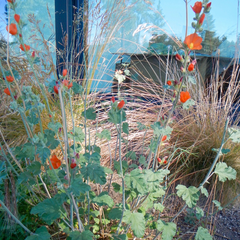 Orange Globe Mallow