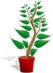 sprout.jpg