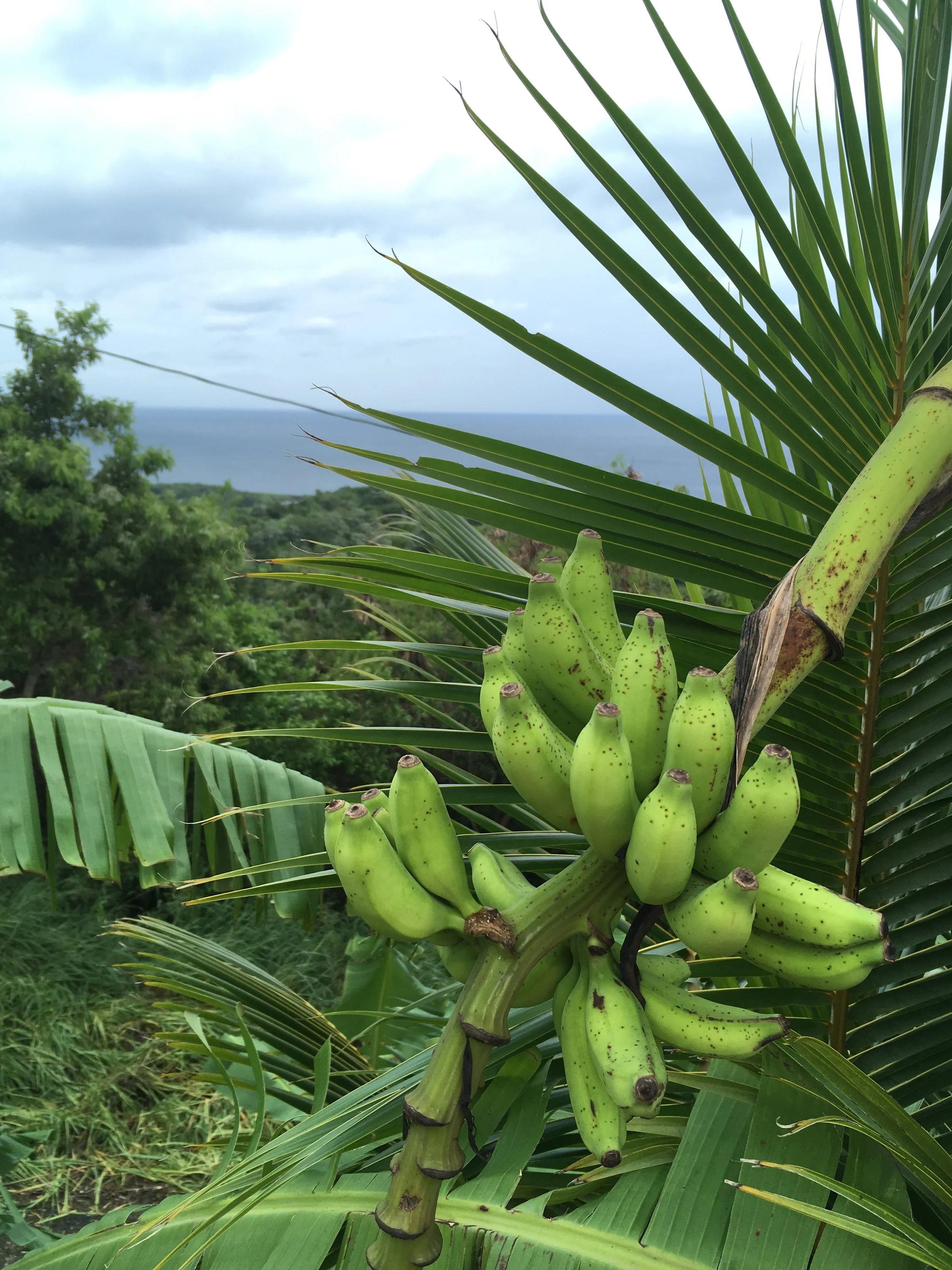 Correcting Misinformation on Emergency Contraception in Honduras