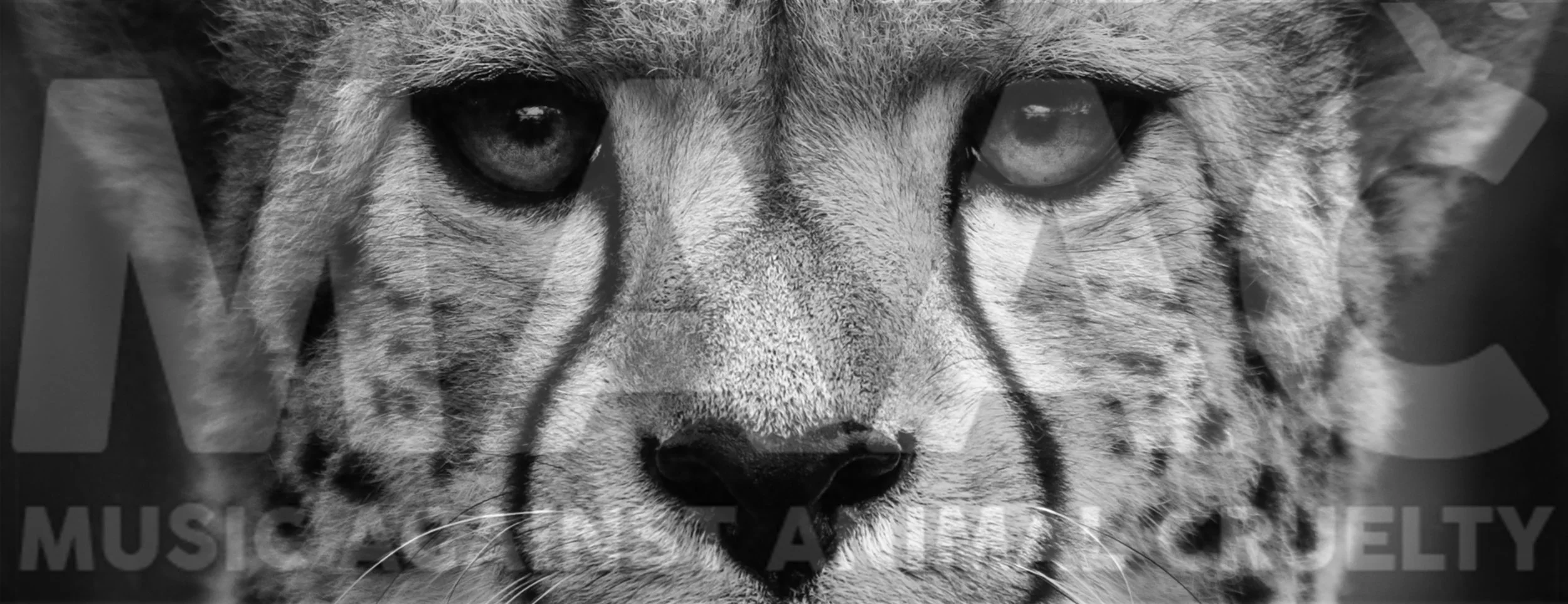 cheetah MAAC.jpg