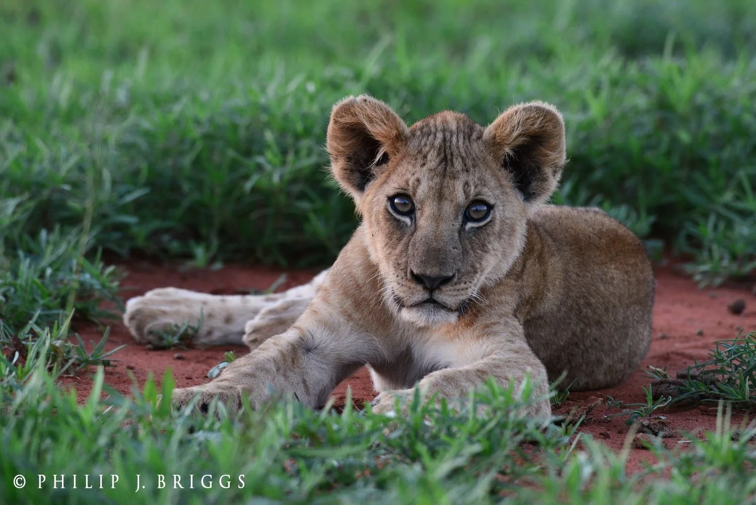 LionGuardians_ Philip-J-Briggs_Lion cub.jpg