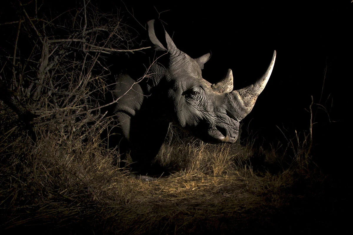 rhino-remote.jpg