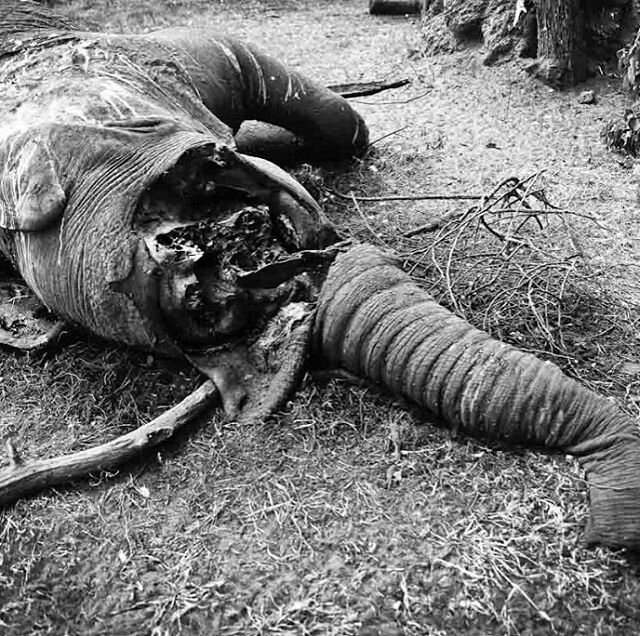 At least six elephants were killed in a single day by poachers in Ethiopia last week, wildlife officials said, the largest such slaughter in memory in the East African nation. &ldquo;The elephants were killed while they ventured out of the Mago Natio