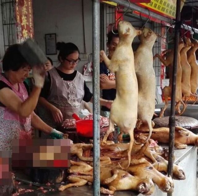 China's horrific dog meat festival is under way despite the coronavirus. 
The 10-day long Yulin Lychee and Dog Meat Festival, started on June 21 to celebrate the summer solstice, but has been rebranded as the Yulin Summer Solstice Festival.

Despite 