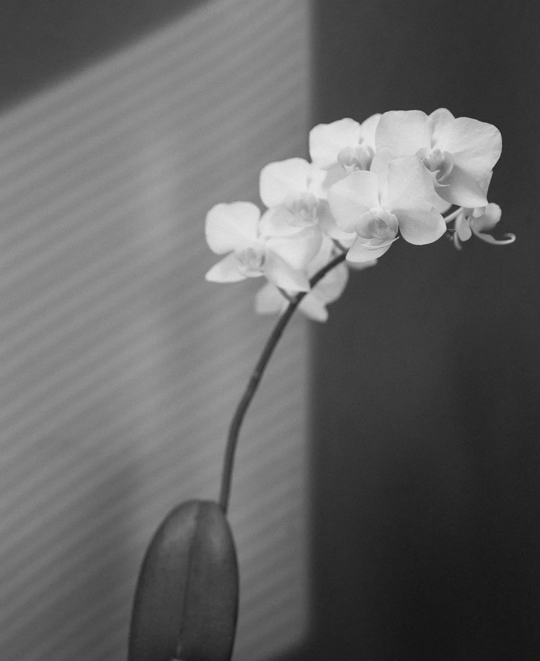 Orchids: a lesson in patience and grace.