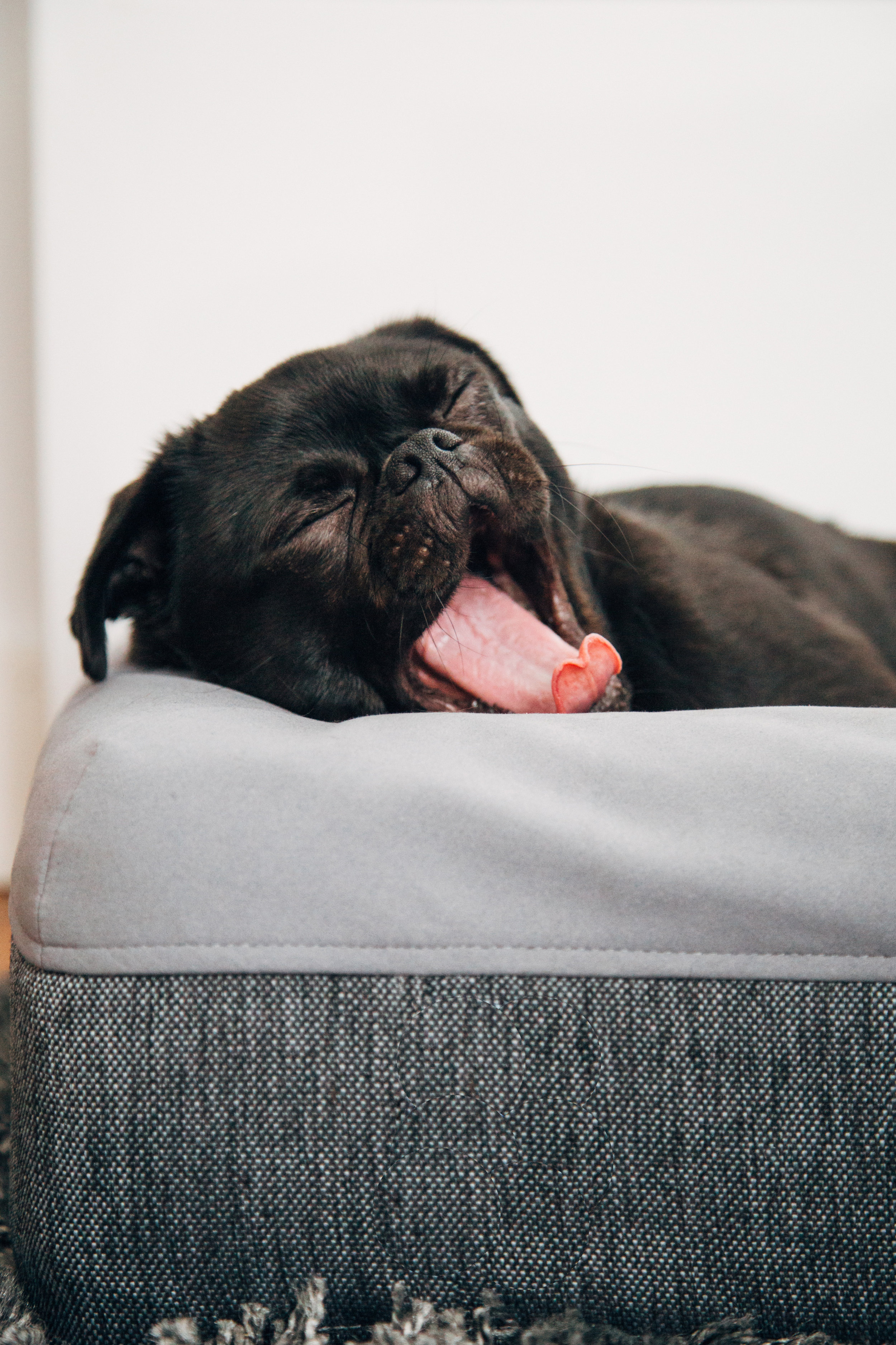 sleeping pug.jpg